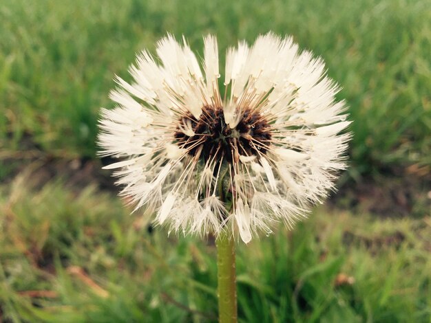 Photo close-up of dandelion flower on field