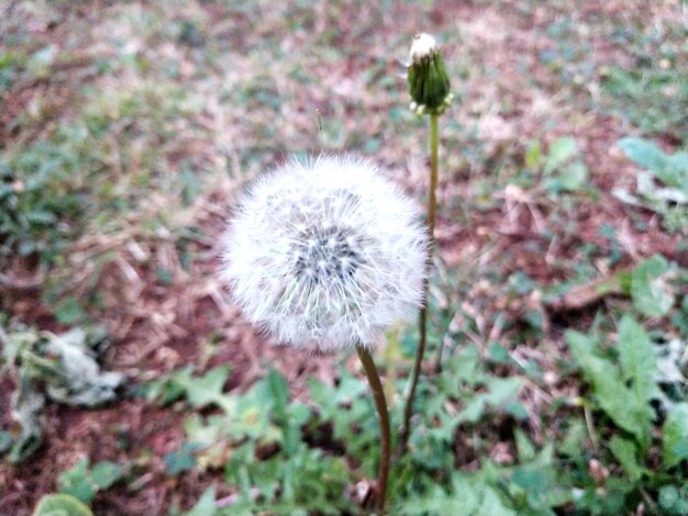 Close-up of dandelion flower on field