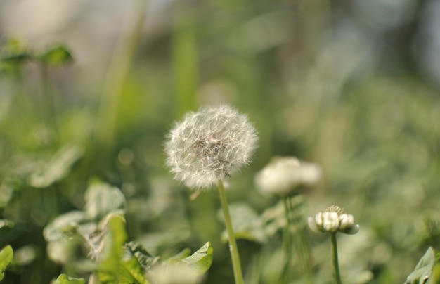 Close-up of dandelion flower on field