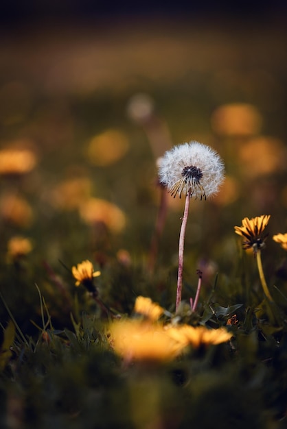 Close-up of dandelion flower on field