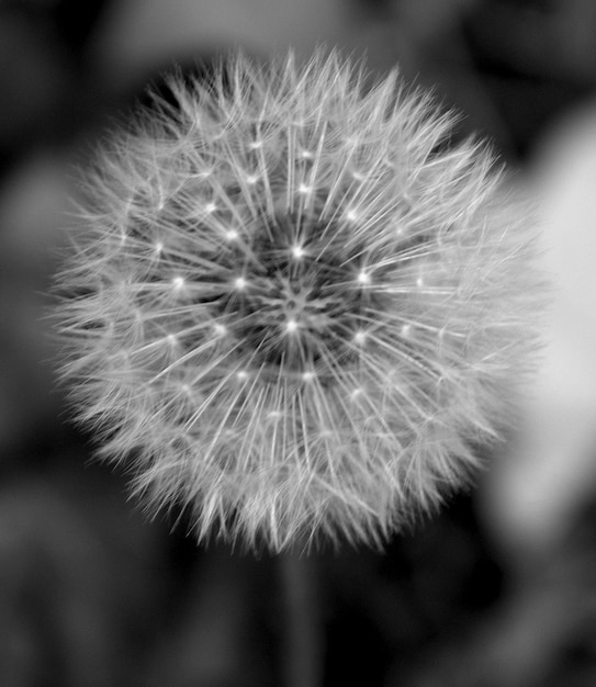 Close-up of dandelion flower