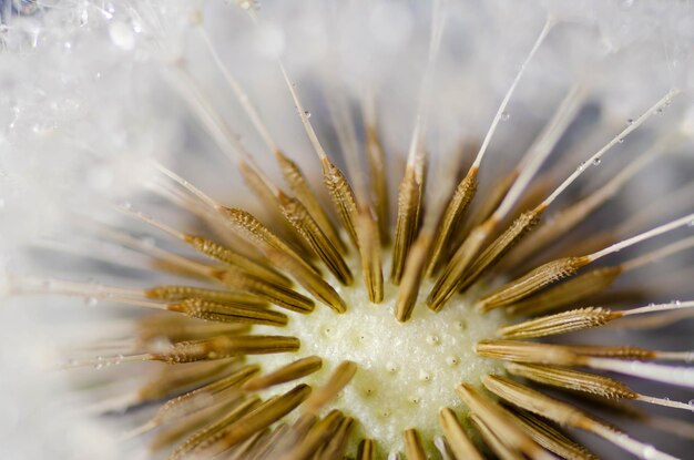 Foto prossimo piano del fiore di dente di leone