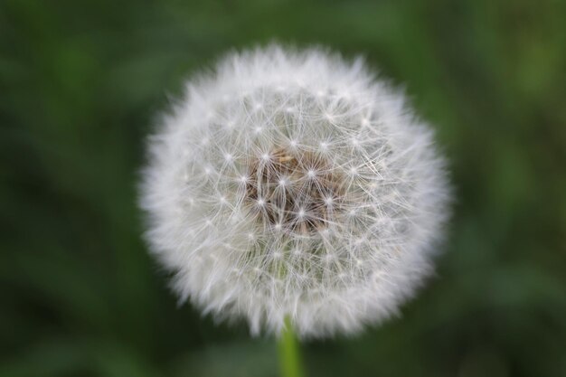 Close-up of dandelion flower