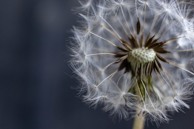 Foto prossimo piano del fiore di dente di leone