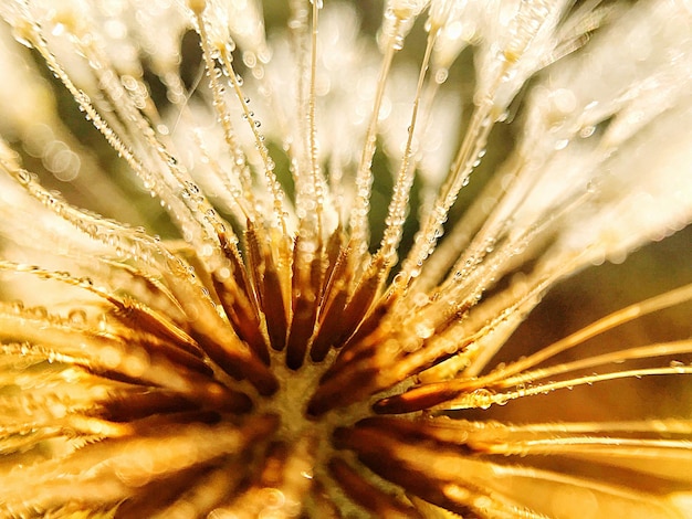 Foto prossimo piano del fiore di dente di leone