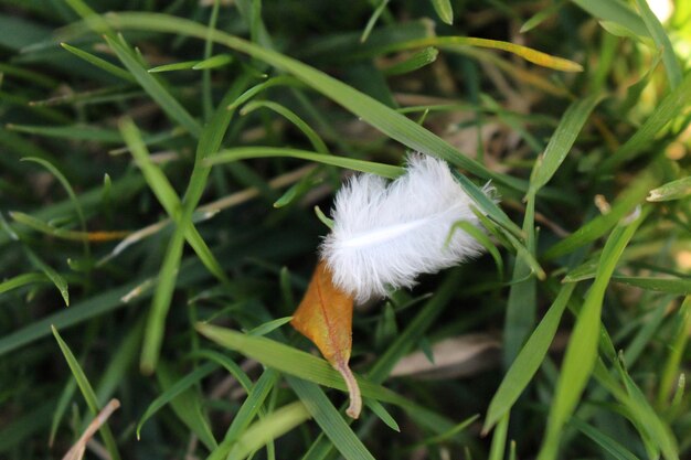 Close-up of dandelion flower