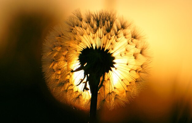 Photo close-up of dandelion flower