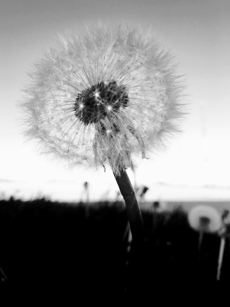 Photo close-up of dandelion flower