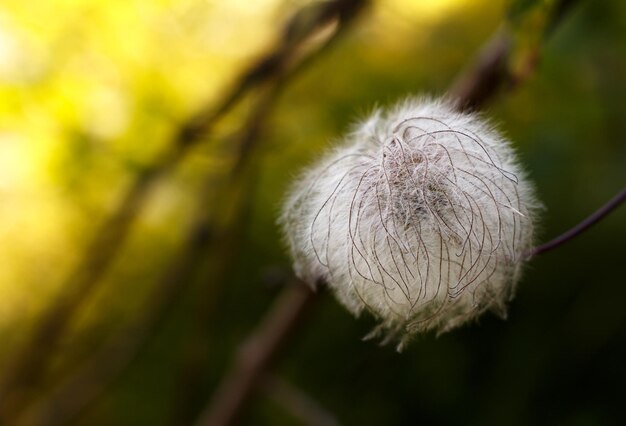 ダンデレオンの花のクローズアップ