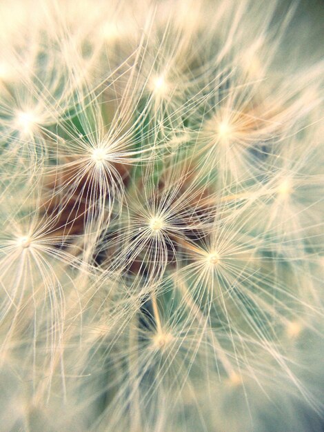 Photo close-up of dandelion flower