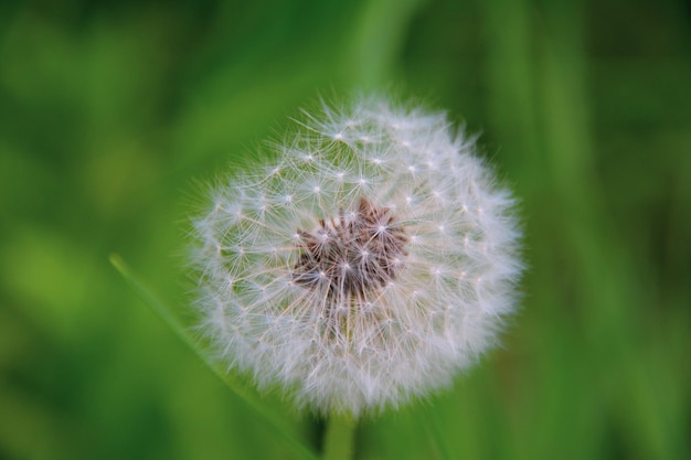 단델리온 꽃 의 클로즈업