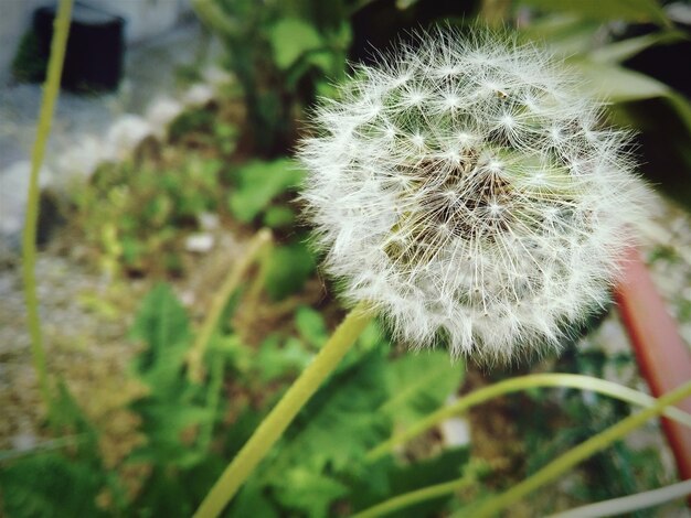 Foto prossimo piano del fiore di dente di leone