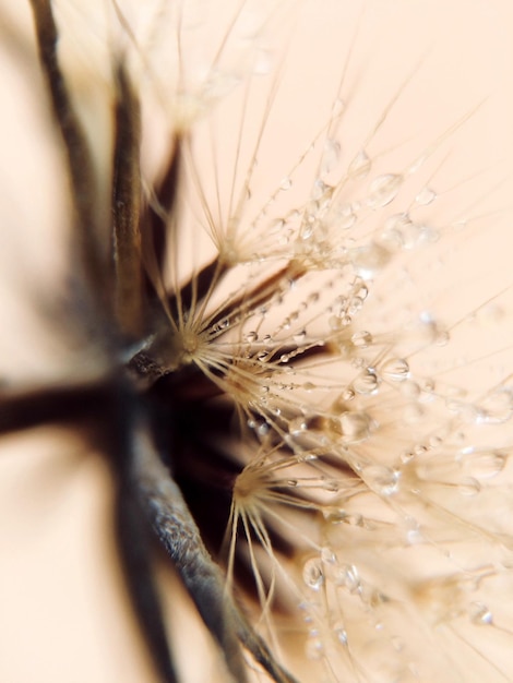 Foto prossimo piano del fiore di dente di leone