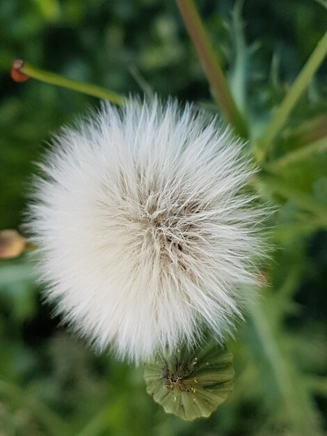 ダンデレオンの花のクローズアップ