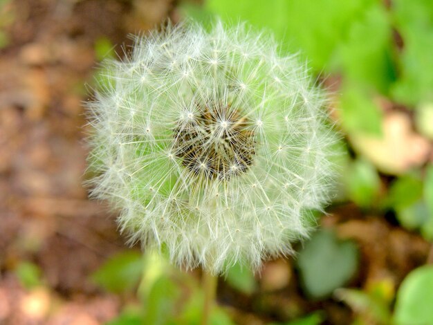 Photo close-up of dandelion flower