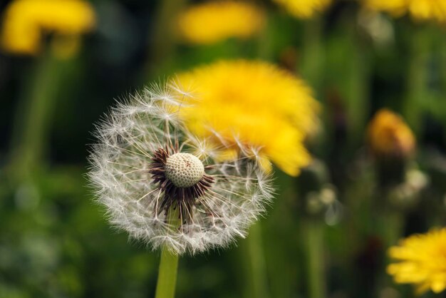 Close-up of dandelion flower