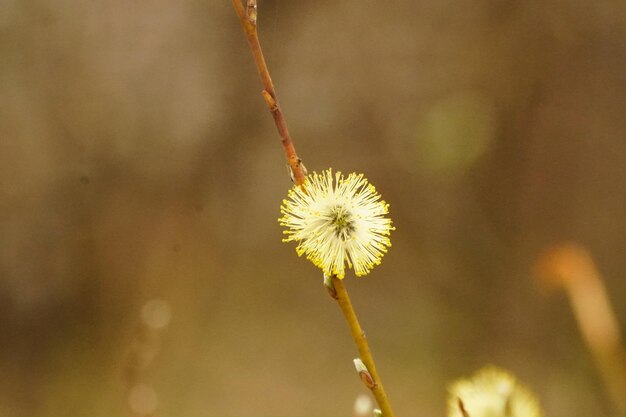 Close-up of dandelion flower