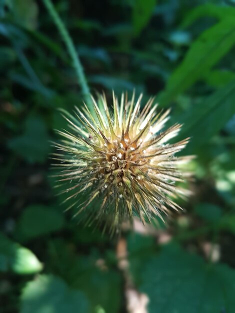 Close-up of dandelion flower