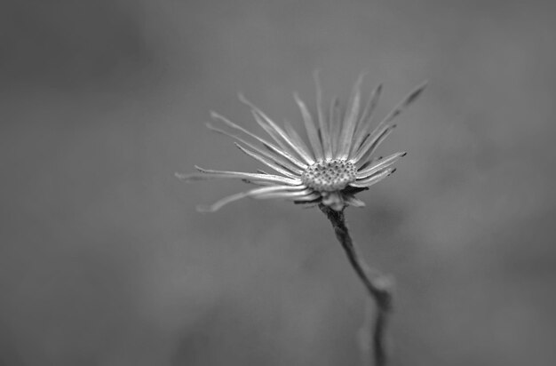 Foto prossimo piano del fiore di dente di leone