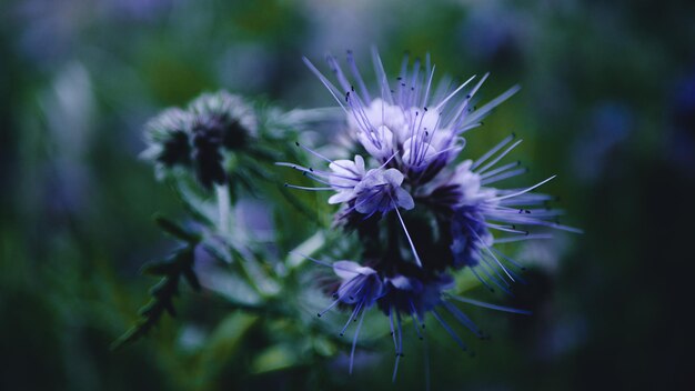 Photo close-up of dandelion flower