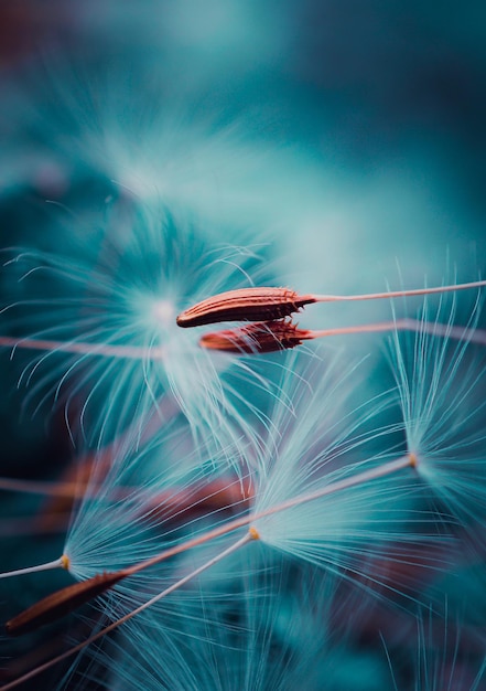 Foto prossimo piano del fiore di dente di leone