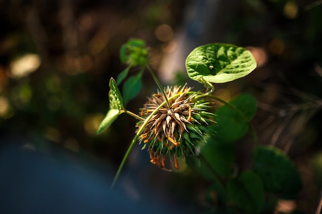 Foto prossimo piano del fiore di dente di leone