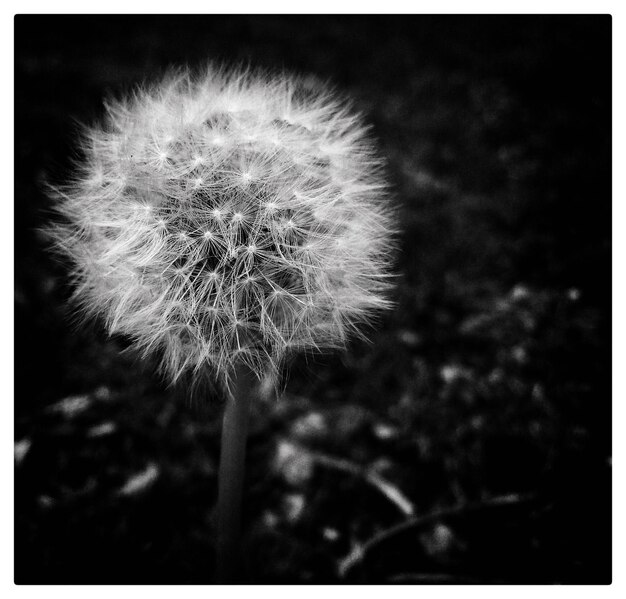 Close-up of dandelion flower