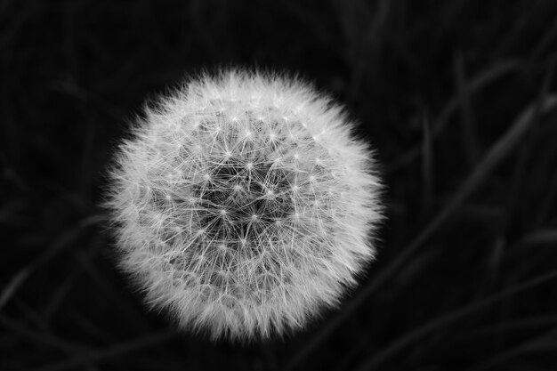 Close-up of dandelion flower