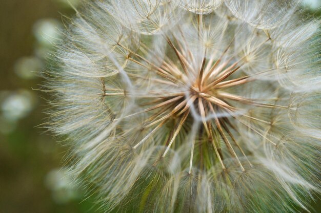 Foto prossimo piano del fiore di dente di leone