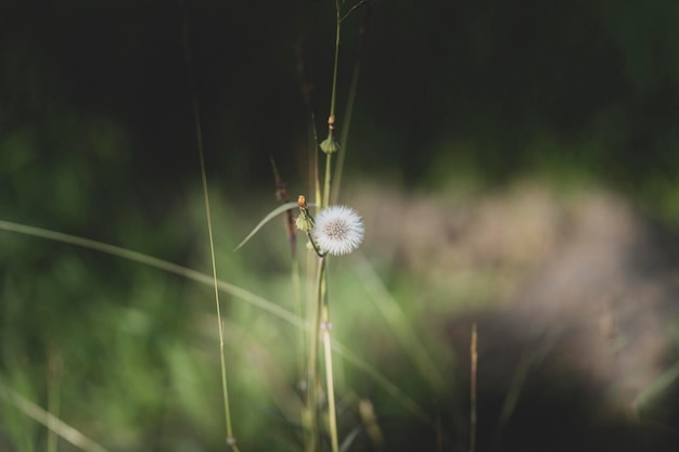 Photo close-up of dandelion flower