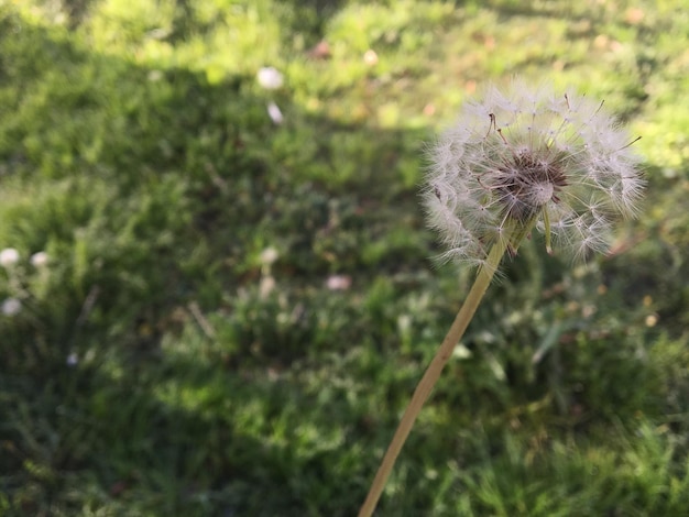 Foto prossimo piano del fiore di dente di leone