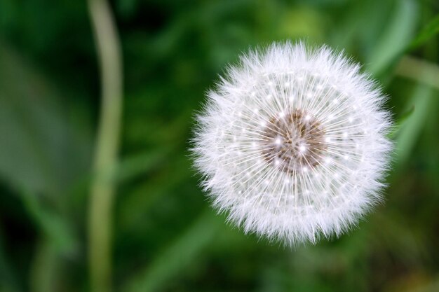 Close-up of dandelion flower