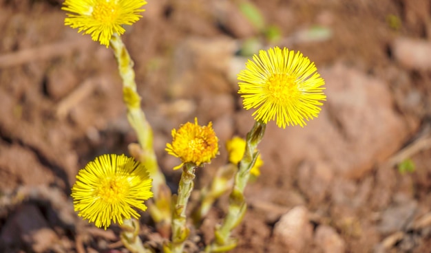 A close up of dandelion flowers with the word dandelion on the bottom