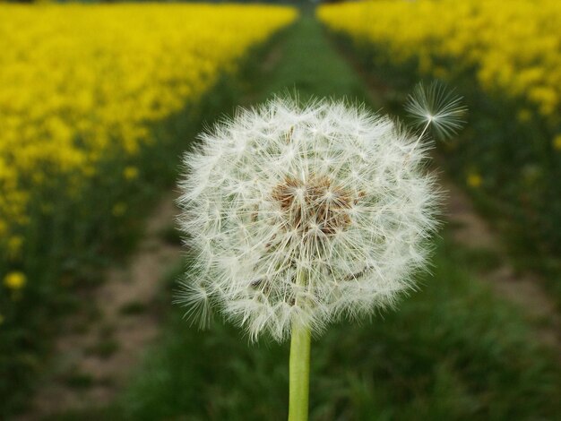 Close-up of dandelion flowers