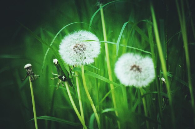 Close-up of dandelion flowers