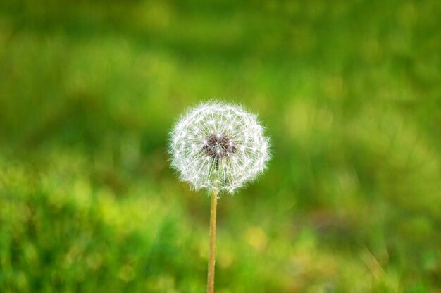 Close-up of dandelion flowers