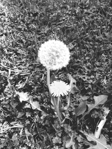 Photo close-up of dandelion flowers