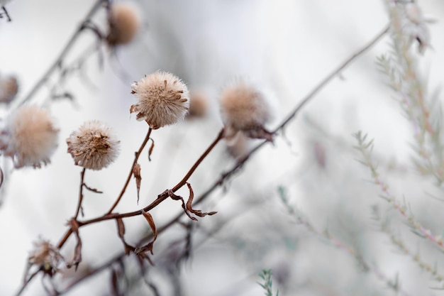 Close-up of dandelion growing on plant