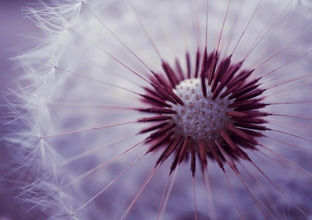 Close-up of dandelion on plant