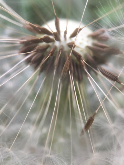 Close-up of dandelion on plant