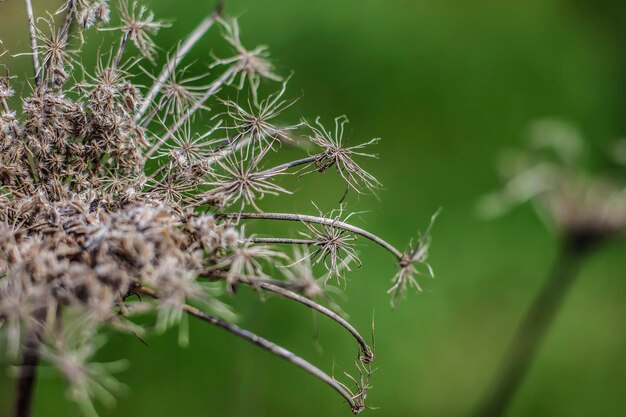 Photo close-up of dandelion on plant