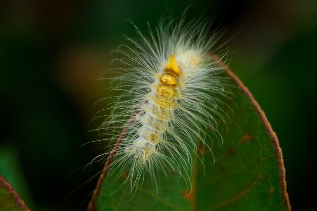 Photo close-up of dandelion on plant