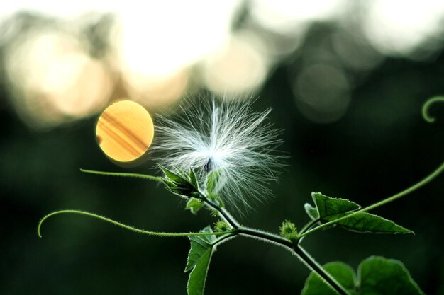 Photo close-up of dandelion on plant