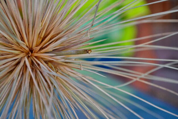 Photo close-up of dandelion on plant