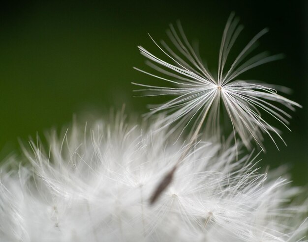 Photo close-up of dandelion on plant