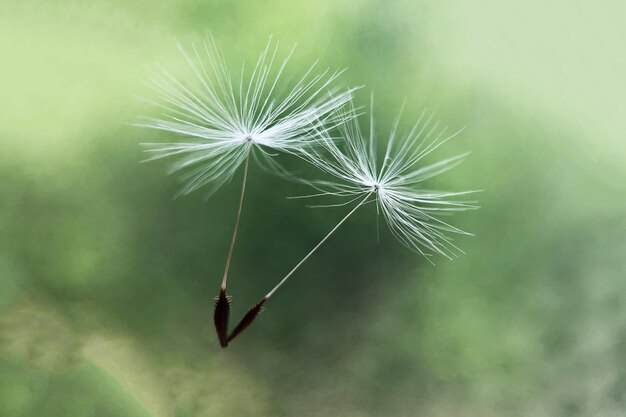 Close-up of dandelion on plant