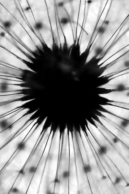 Photo close-up of dandelion on plant