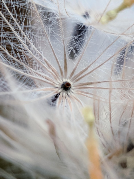 Photo close-up of dandelion on plant