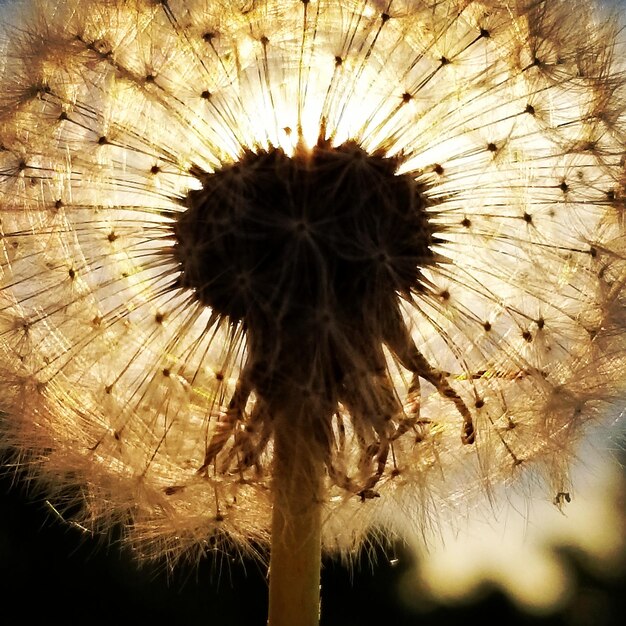 Photo close-up of dandelion on plant