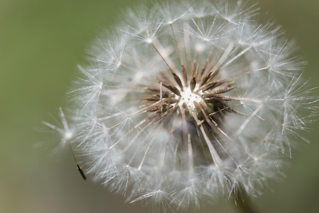 Close-up of dandelion on plant